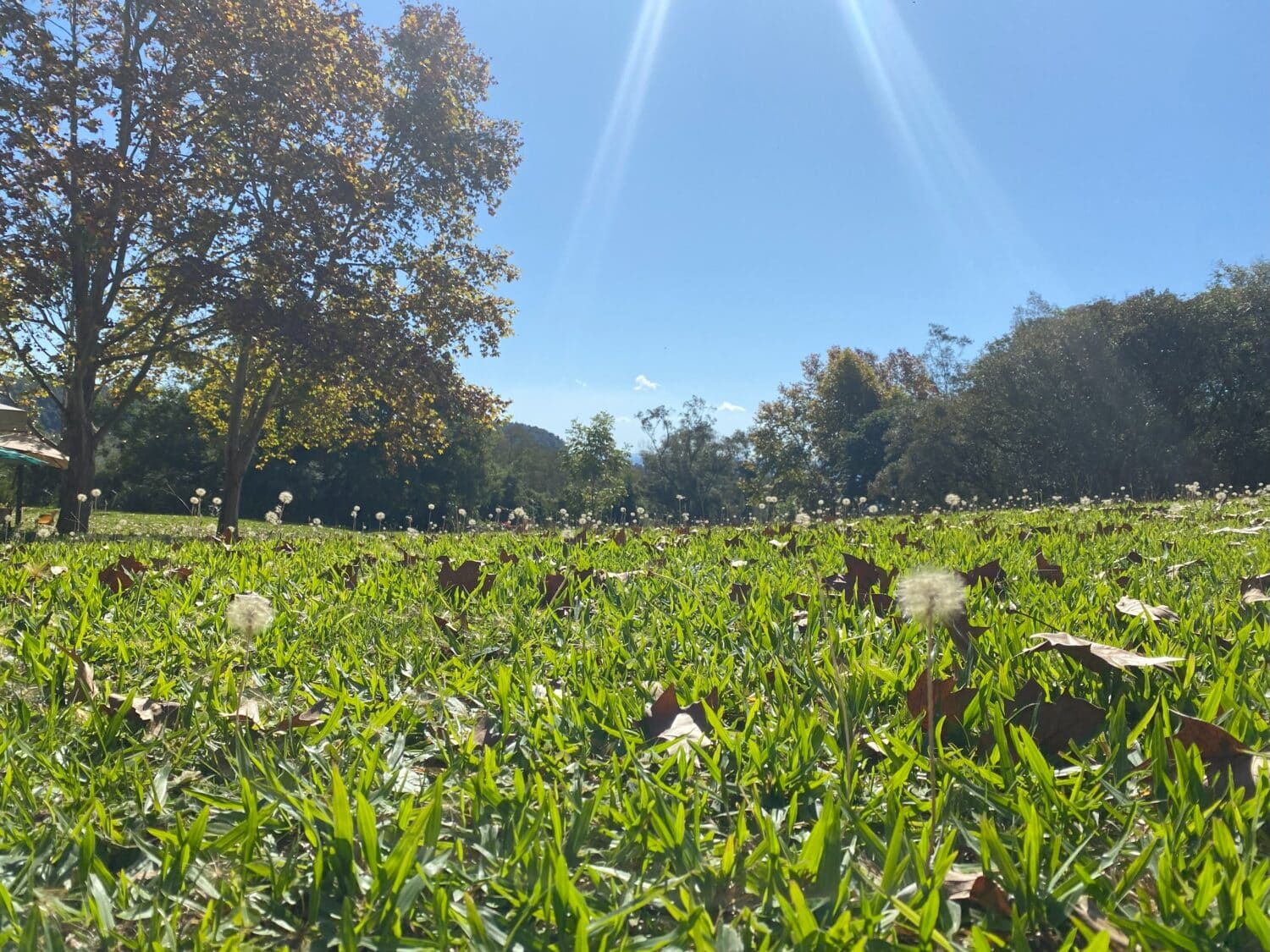Jardim com gramado verdinho e diversos dentes-de-leão espalhados, num dia de céu claro, e há árvores com folhas outonais ao fundo