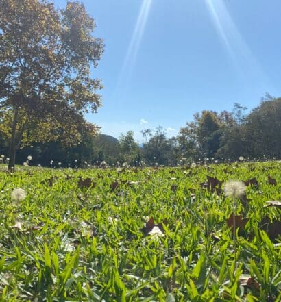 Jardim com gramado verdinho e diversos dentes-de-leão espalhados, num dia de céu claro, e há árvores com folhas outonais ao fundo