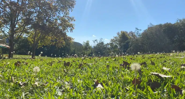Jardim com gramado verdinho e diversos dentes-de-leão espalhados, num dia de céu claro, e há árvores com folhas outonais ao fundo