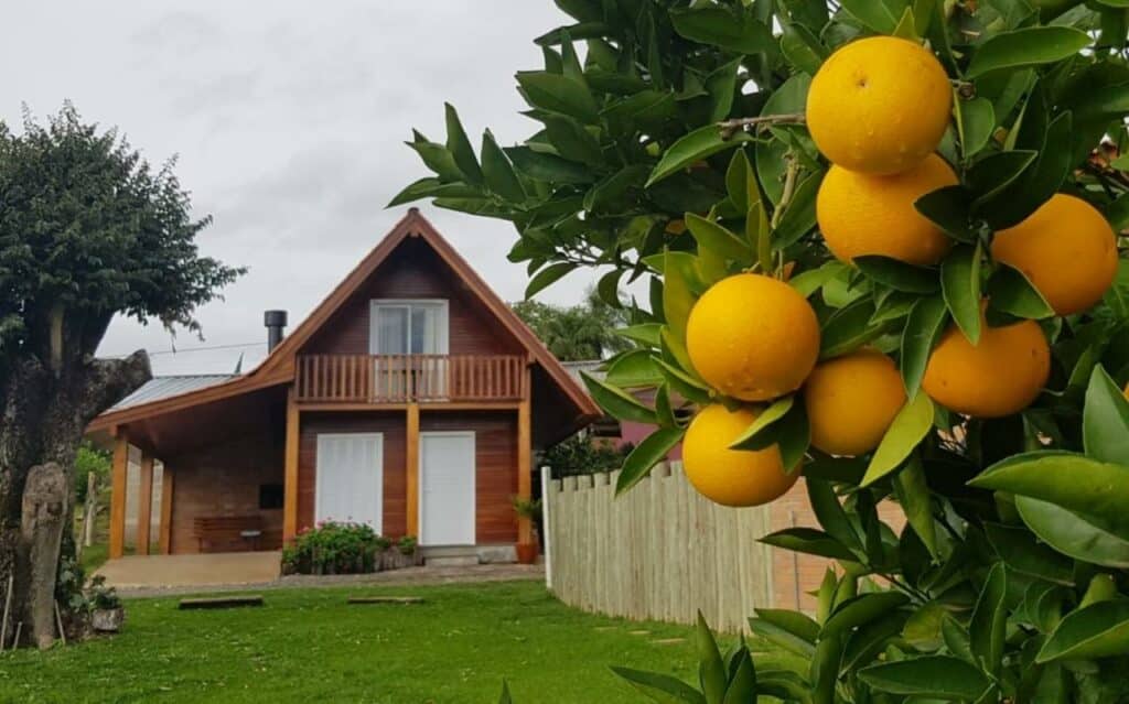 Em primeiro plano se vê laranjas no pé, e ao fundo é possível ver uma casa de madeira, com portas brancas e uma sacadinha no andar de cima.