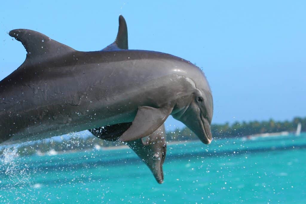Dois golfinhos dando um salto sobre a água em uma praia de Punta Cana. Um golfinho está em frente, então só é possível ver a cabeça do outro por trás. O mar está desfocado, mas é azul cristalino quase como o céu. Ao fundo, uma linha de árvores divide água e céu. - Foto: piquetsebtotal via Pixabay