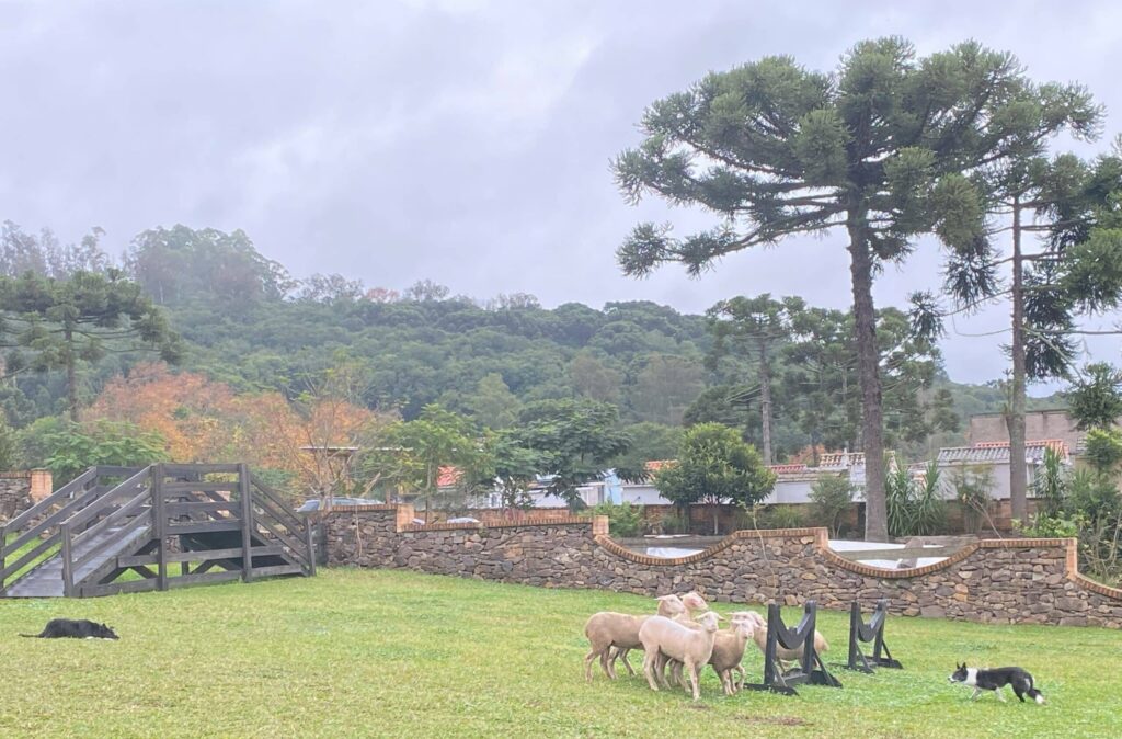 Ovelhas e cães Border Collie as pastoreando em área delimitada para a apresentação no Parque da Ovelha, com obstáculos de madeira sobre o gramado e araucárias ao fundo