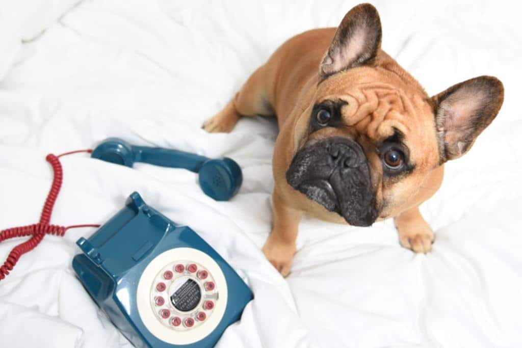 cama com lençóis brancos, com um telefone antigo azul em cima, e um cachorro pug pequeno, com pelo claro, olhando para a câmera.