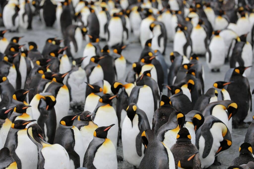 Um bando de pinguins reunidos durante o dia na Antártida.