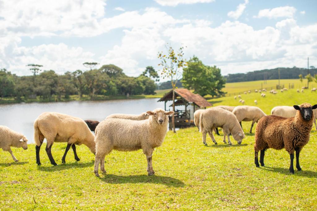 Área externa da pousada Aires de Patagonia. Na frente da imagem estão diversas ovelhas e atrás há um lago, uma área verde e um deck de madeira.