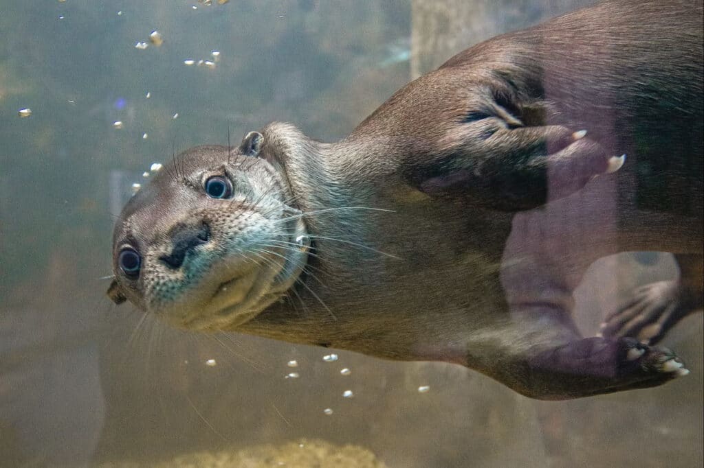 Uma lontra-tropical nadando no Oceanic Aquarium.