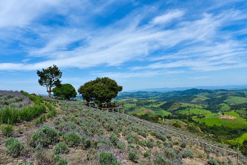 Imagem do Lavandário de Cunha que mostra ao lado esquerdo os campos de lavanda roxa e algumas plantas verdes e do lado direito a paisagem de campos verdes durante o dia com o céu azul e poucas nuvens. Imagem ilustrando post Airbnb em Cunha.