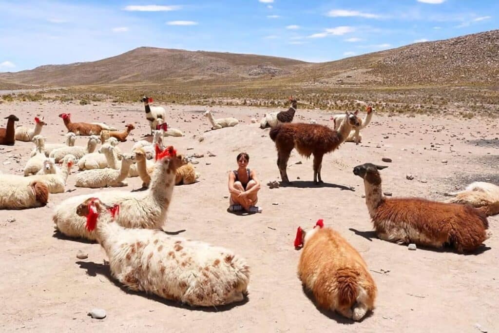 Mulher sentada em um chão de areia com lhamas de diferentes cores em sua volta. O local é rodeado de montanhas, como se fosse um deserto. A imagem mostra uma parte da excursão a Chivay e Vale do Colca. Foto: Civitatis