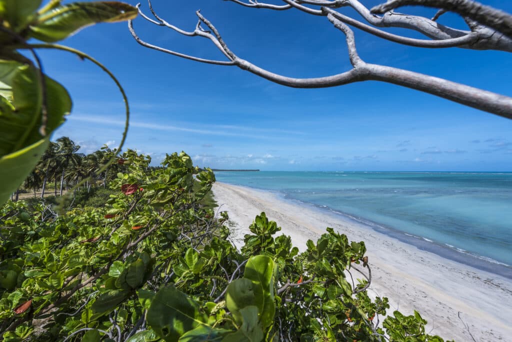 Foto de um mirante com vista da praia do Patacho. À esquerda tem árvores verdes e alguns galhos, e à direita tem a praia com faixa de areia branca e mar transparente