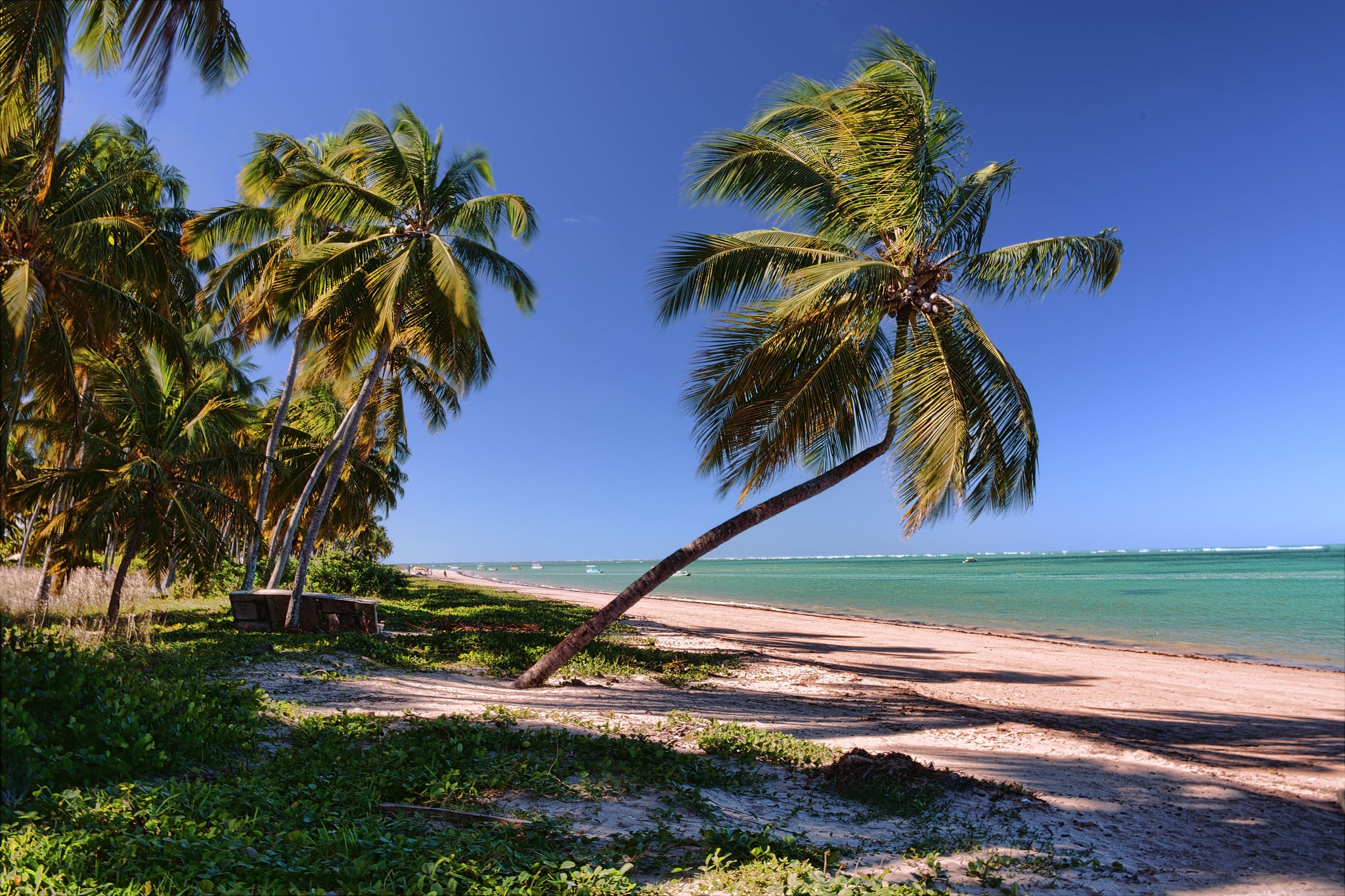 Praia do Patacho com coqueiros inclinados na orla, gramado, areia branca e o mar cristalino à direita.
