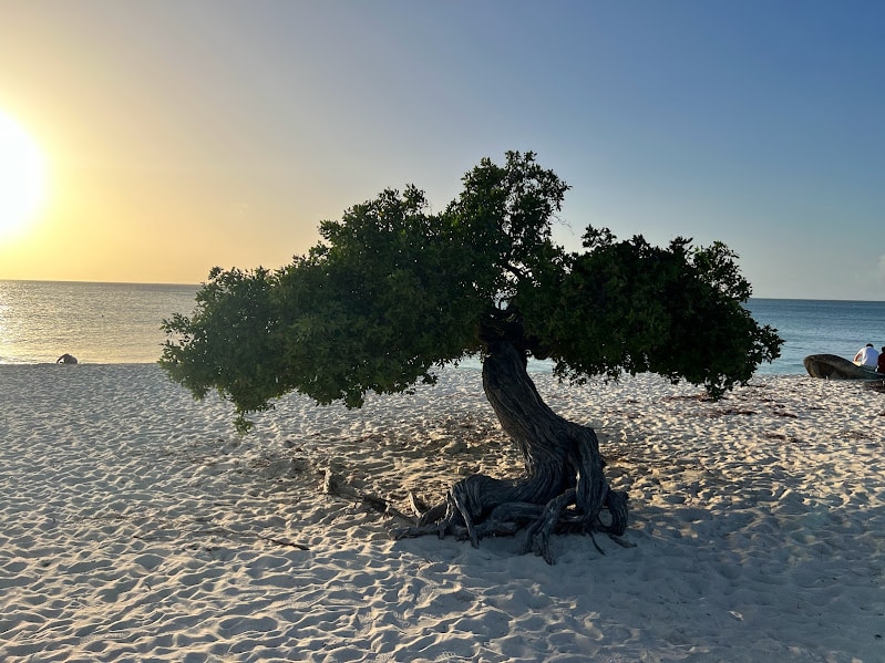 Imagem da árvore watapana durante o final dia, com a árvore no centro da imagem e em volta a areia da praia e ao fundo o mar. Representa o que fazer em Aruba.