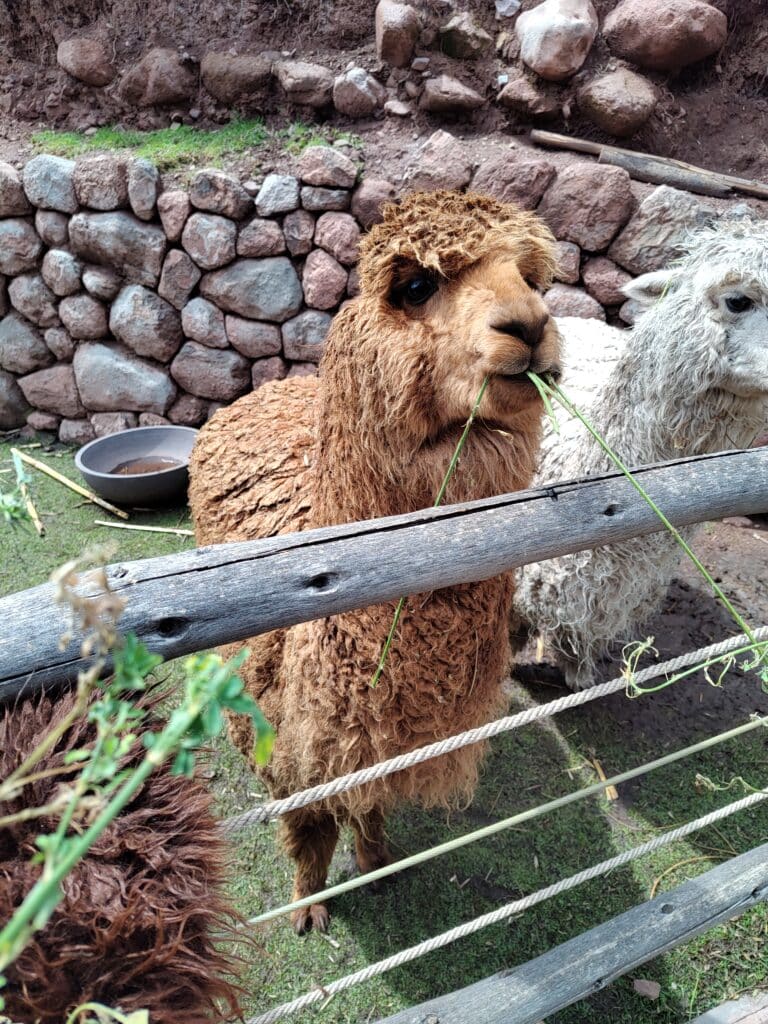 uma fofinha alpaca de pelagem marrom clara mastigando folhagens e olhando para a câmera com seus olhos negros
