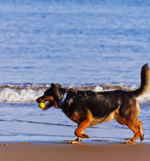 Imagem de um cachorro brincando na praia. O cachorro está correndo com uma bola de tênis no lado direito da imagem. Ele está posicionado entre a areia e o mar. Imagem utilizada para ilustrar o post pousadas pet friendly em Ilhabela.