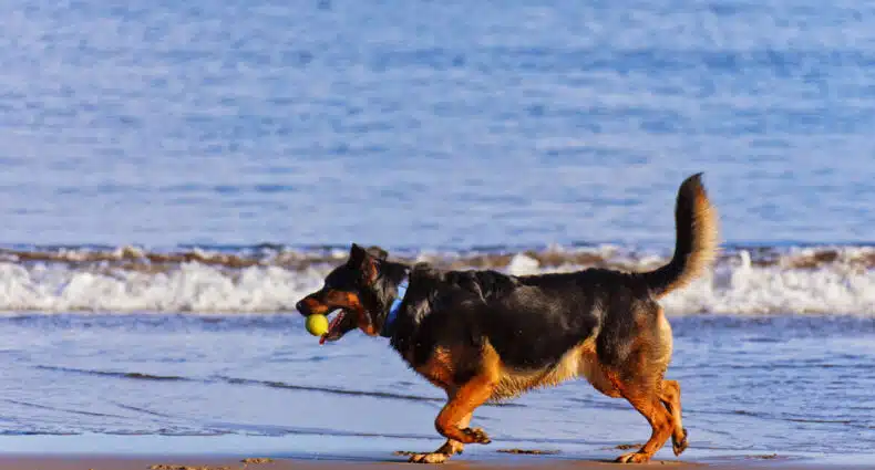 Imagem de um cachorro brincando na praia. O cachorro está correndo com uma bola de tênis no lado direito da imagem. Ele está posicionado entre a areia e o mar. Imagem utilizada para ilustrar o post pousadas pet friendly em Ilhabela.