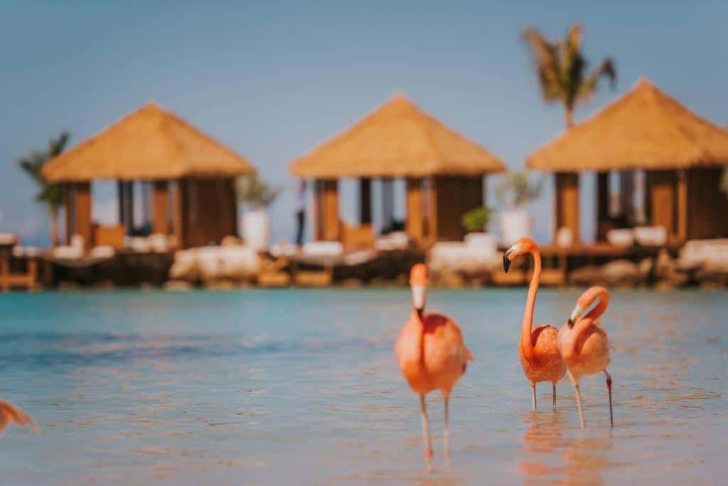 Imagem de dois flamingos do lado direito do Renaissance Wind Creek Aruba Resort durante o dia com mar em volta e ao fundo cabanas.