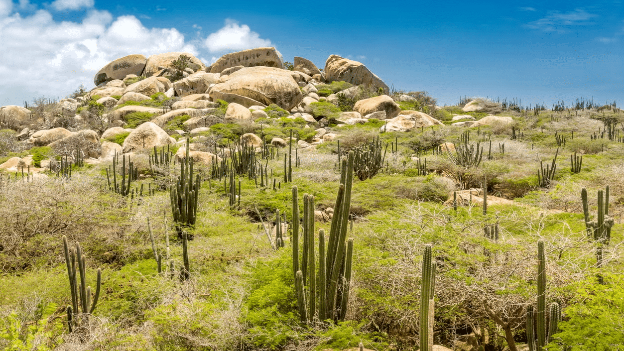 Imagem do Parque Arikok durante o dia com vegetação seca a frente com alguns cactos e ao fundo algumas rochas.