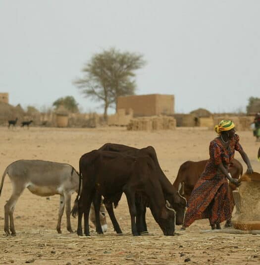 Duas mulheres locais cuidando de trabalhos manuais na aldeia. Do lado delas há um gado.