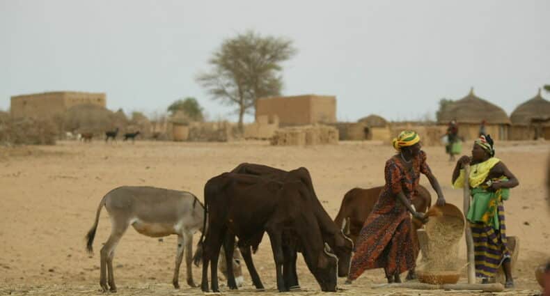Duas mulheres locais cuidando de trabalhos manuais na aldeia. Do lado delas há um gado.