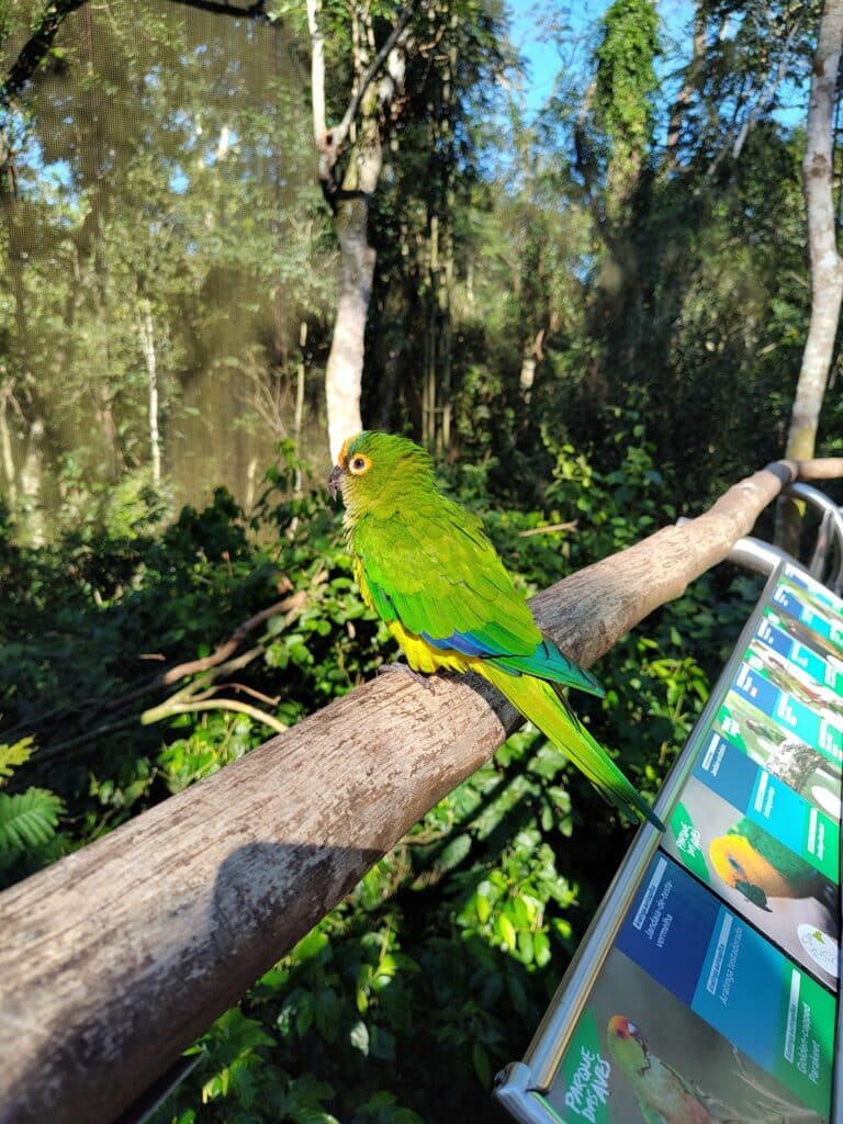 Foto tirada de um pássaro verde no Parque das Aves, em Foz do Iguaçu. Ele pousa sobre um galho, e no canto inferior direito há uma placa informando os diferentes tipos de aves do parque.