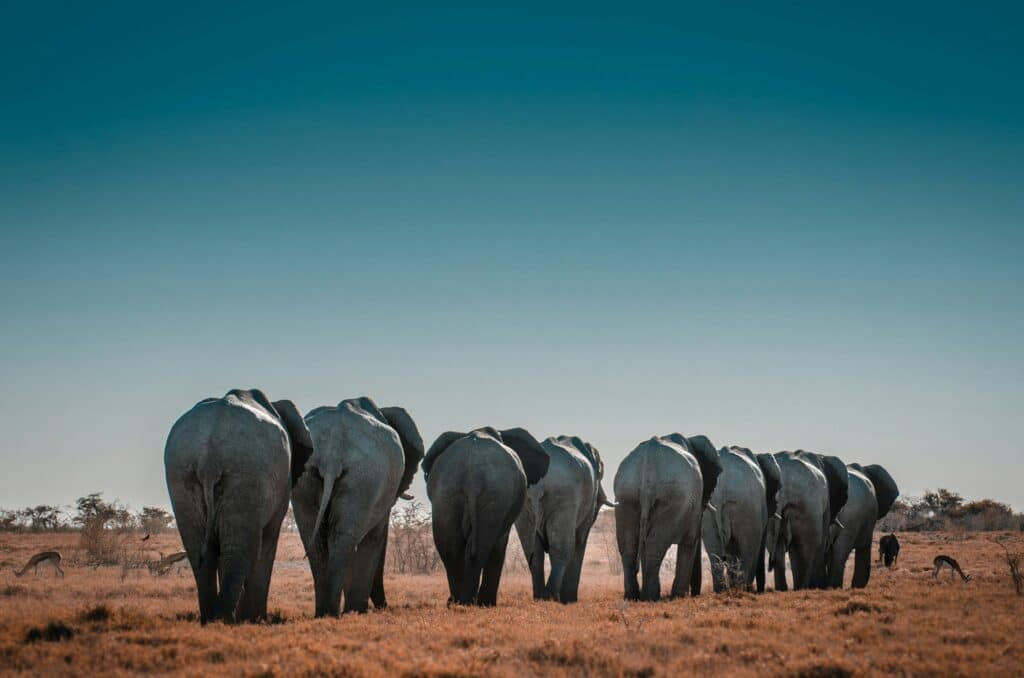 Vários elefantes no Parque Nacional Etosha na Namíbia. Representa o post sobre chip celular Namíbia.