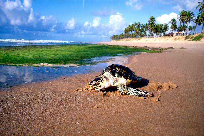 Tartaruga na areia na Praia do Forte. Há palmeiras no fundo à direita.