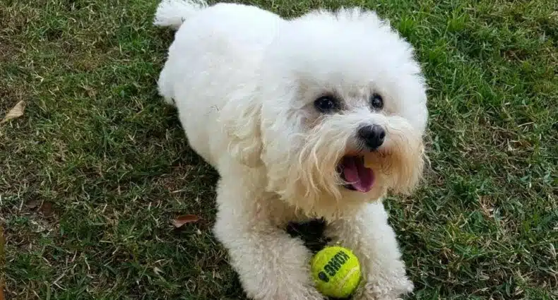 Um cachorro pequeno com uma bolinha, deitado na grama olhando para a foto. Foto para ilustrar post sobre pousadas pet friendly em Atibaia.