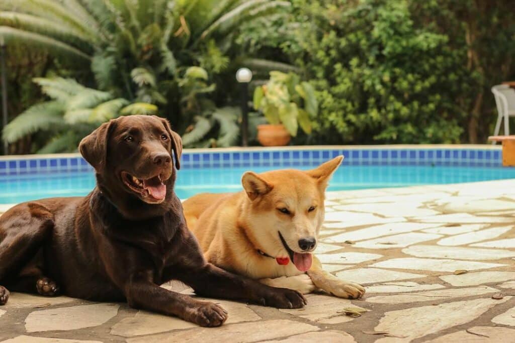 Dois cachorros sentados na beira de uma piscina na Pousada Arvoredo. 