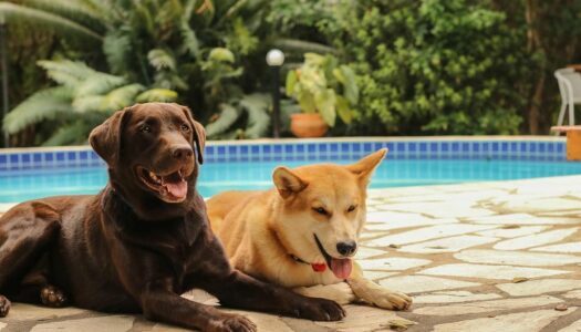 Pousadas Pet Friendly em Pirenópolis: 15 melhores estadias
