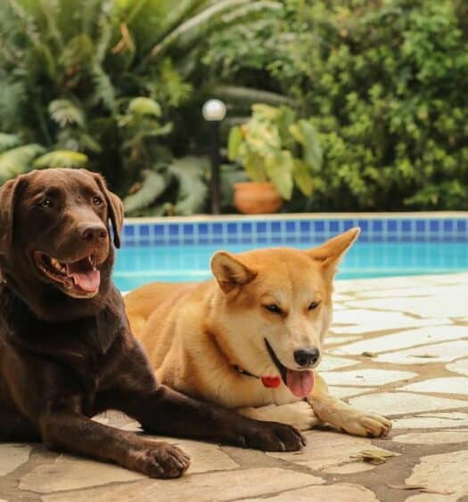 Dois cachorros sentados na beira de uma piscina na Pousada Arvoredo. Essa é uma imagem para ilustrar o post de pousadas pet friendly em Pirenópolis.