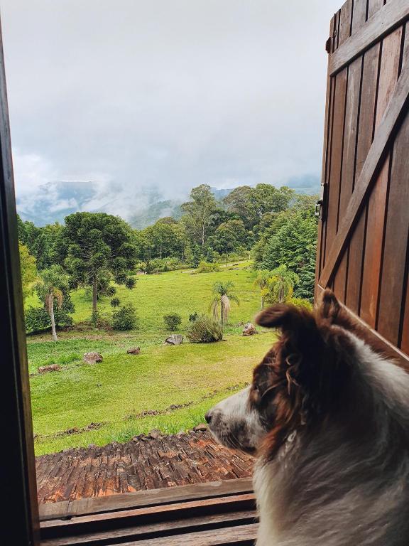 Janela da Pousada La Vista com um cachorro olhando o jardim.