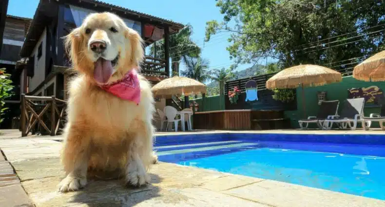 Cachorro em frente a piscina na Pousada Pura Vida Maresias. Ao fundo estão algumas espreguiçadeiras, um ofurô e guarda-sóis. Foto para ilustrar o post de pousadas pet friendly em Maresias.