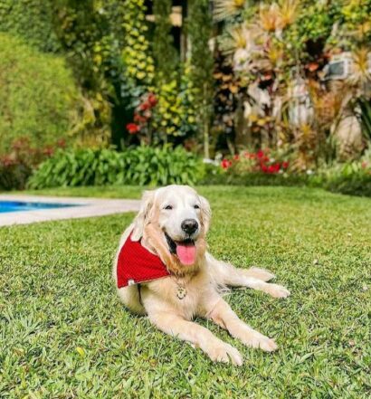 Cachorro na pousada monte imperial. Ele está sentado e com a língua de fora perto da piscina, na área do gramado. Essa é uma das pousadas pet friendly em Petrópolis.