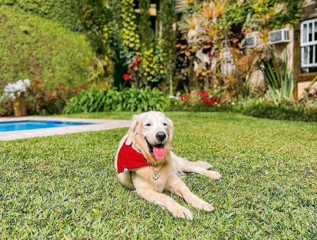 Cachorro na pousada monte imperial. Ele está sentado e com a língua de fora perto da piscina, na área do gramado. Essa é uma das pousadas pet friendly em Petrópolis.
