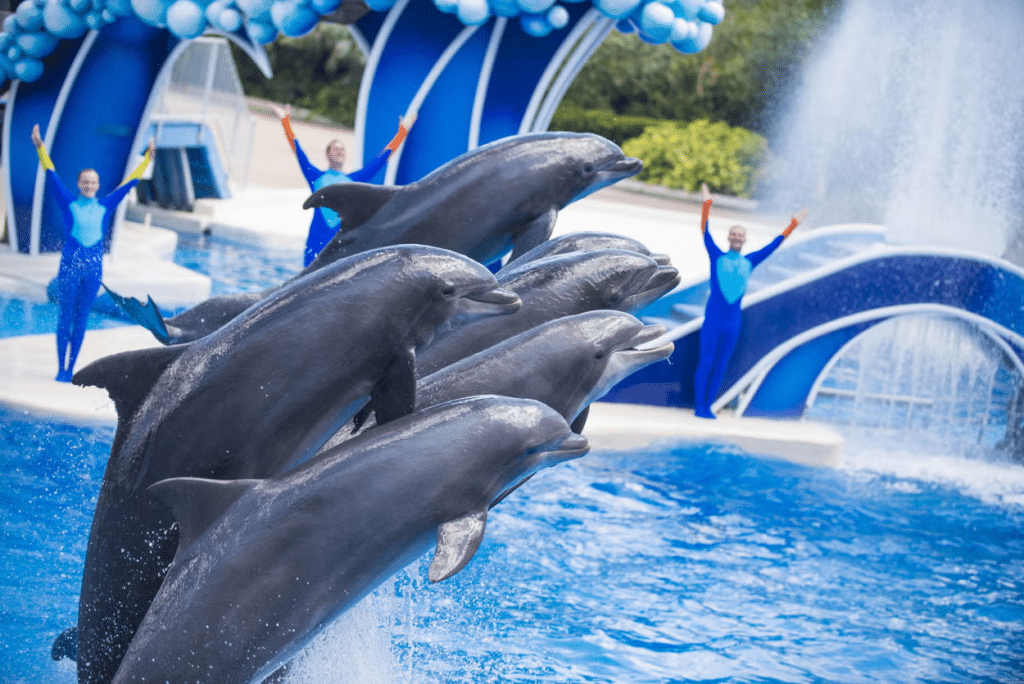 Golfinhos pulando na atração do SeaWorld San Diego.