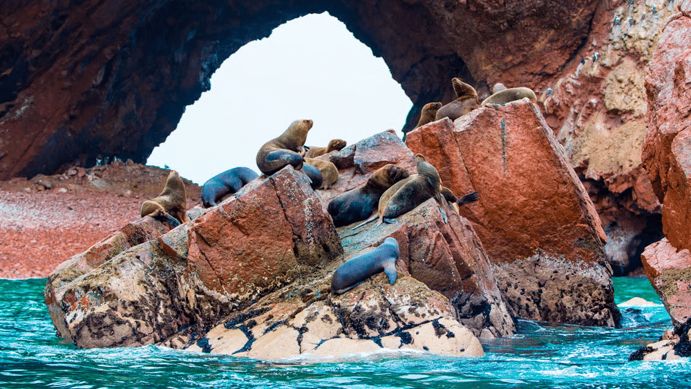 Rochas no mar e em uma ilha, nas Ilhas Ballestas no Peru, com leões marinhos acima, durante o dia. Foto: Civitatis