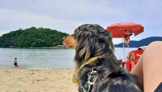 Pousadas Pet Friendly no Litoral Norte de São Paulo: 21 mais reservadas!