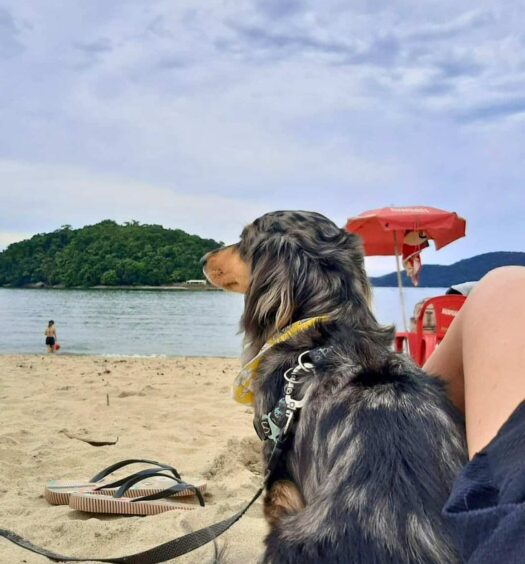 Cachorro da raça Dachshund com o nome Julieta na praia da Cocanha em Caraguatatuba durante o dia. Imagem ilustrando post Pousadas pet friendly no Litoral Norte em São Paulo.