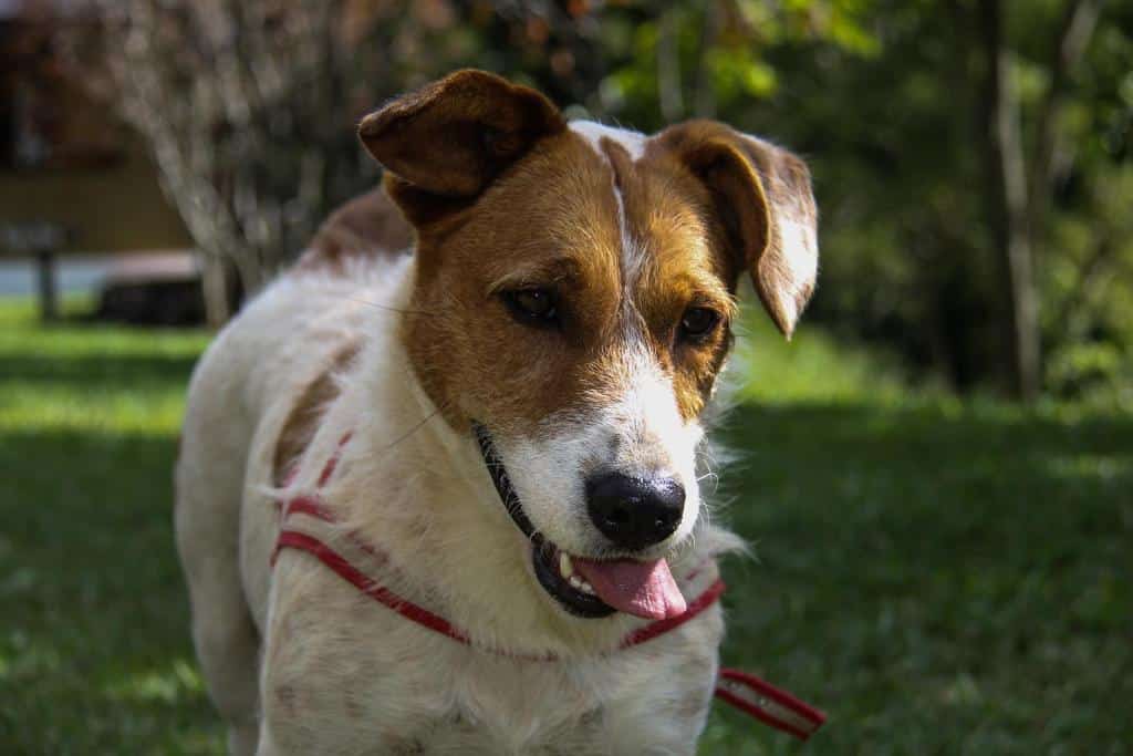 Um cachorro com a língua de fora na Pousada Monte Verde.