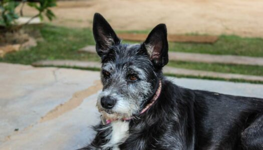 Pousadas Pet Friendly em São Paulo: As 12 estadias mais charmosas do estado