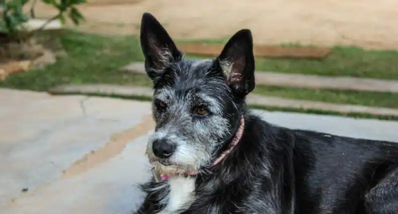 Um cachorro preto deitado na Pousada Monte Verde para ilustrar post sobre pousadas pet friendly em São Paulo.