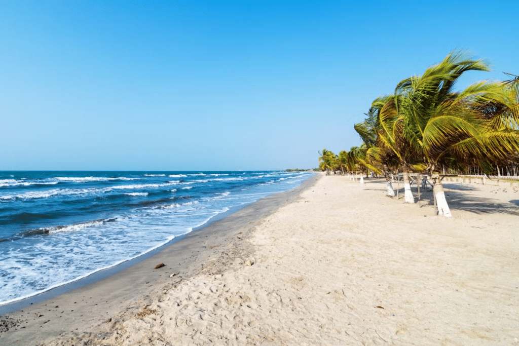 A imagem mostra a Playa Branca, em Cartagena, que tem aparência tropical com areia clara e fina, margeada pelo mar azul com pequenas ondas quebrando suavemente na costa. À direita, há uma fileira de palmeiras balançando ao vento, suas folhas verdes destacando-se contra o céu azul claro. A praia parece tranquila e deserta, oferecendo um ambiente sereno e paradisíaco. - Foto via Civitatis