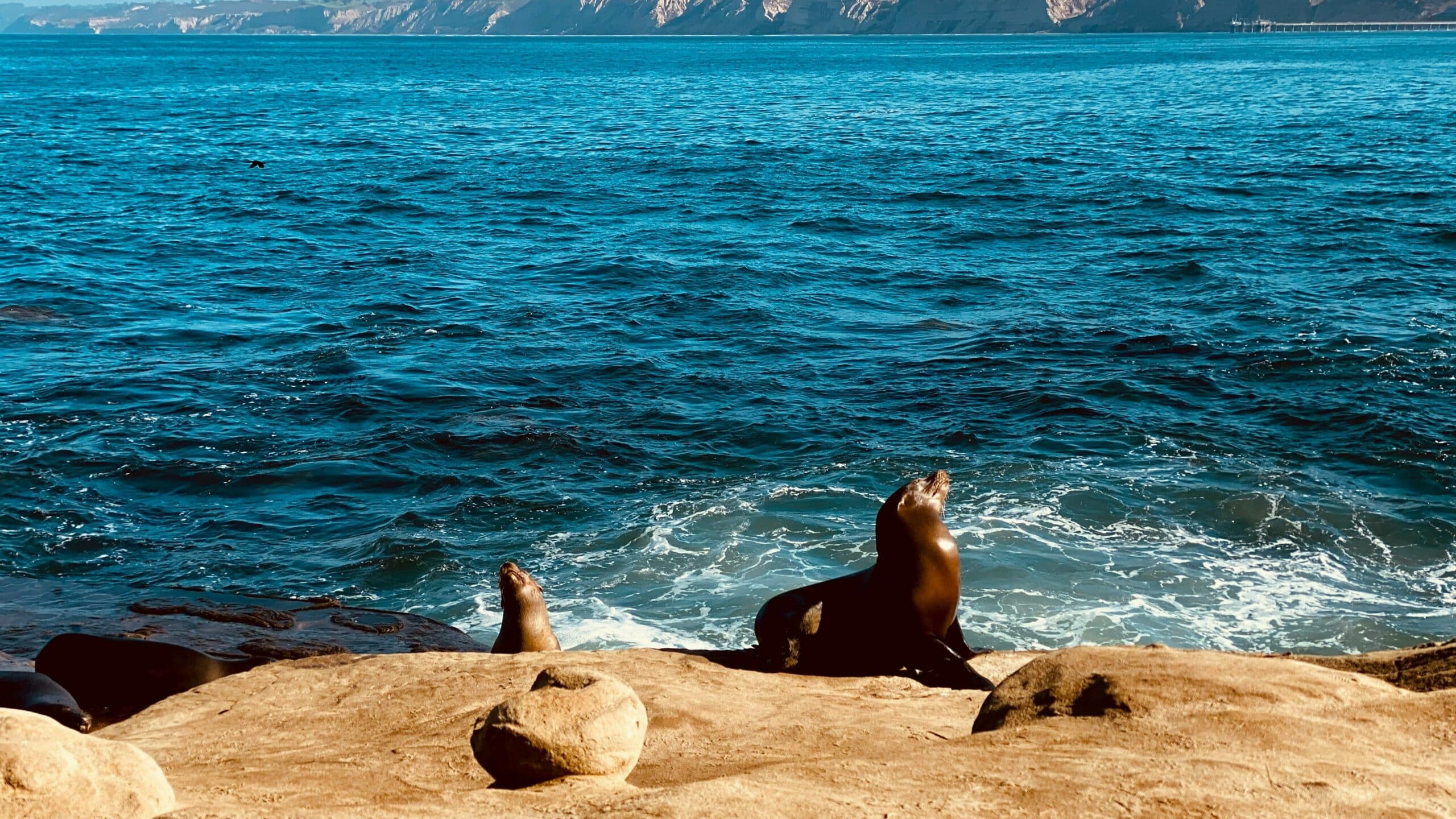 Dois leões marinhos estão sentados em uma pedra em La Jolla Cove. Em frente está o mar. Foto para o post o que fazer em San Diego.