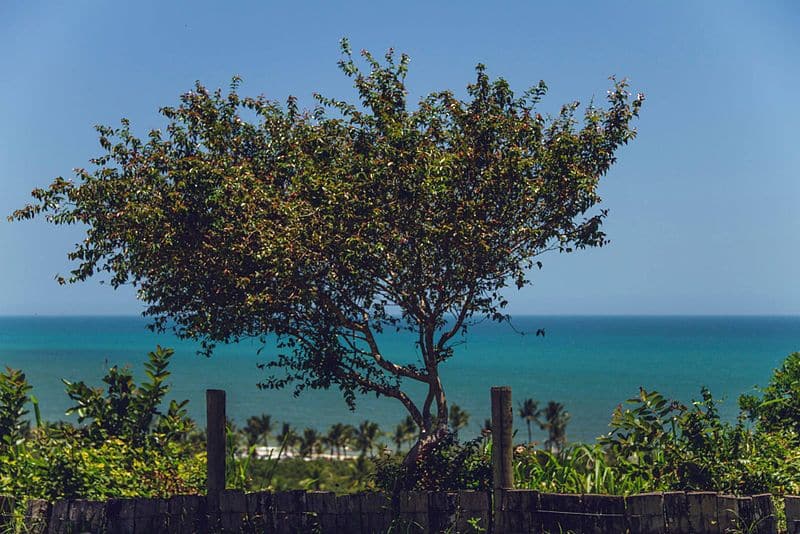Mirante do Quadrado em Trancoso, com vista para o mar e um céu azul. No centro da foto vemos uma árvore e várias plantas, no primeiro plano da imagem.