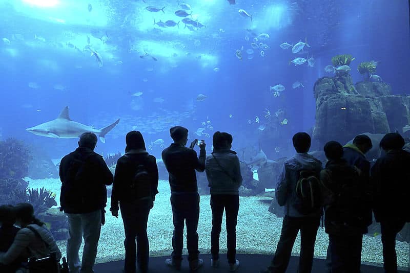 Imagens de pessoas paradas no Oceanário de Lisboa em frente ao uma aquário gigante.