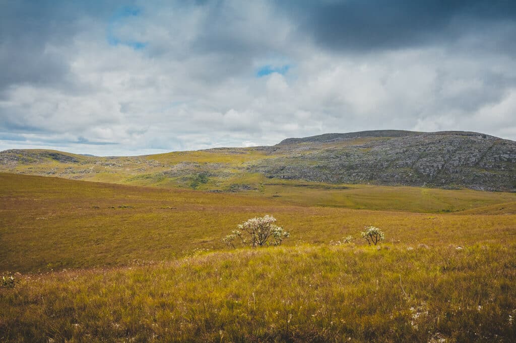 Uma árvore com flores brancas em meio aos gramados do Parque Nacional Serra do Cipó.