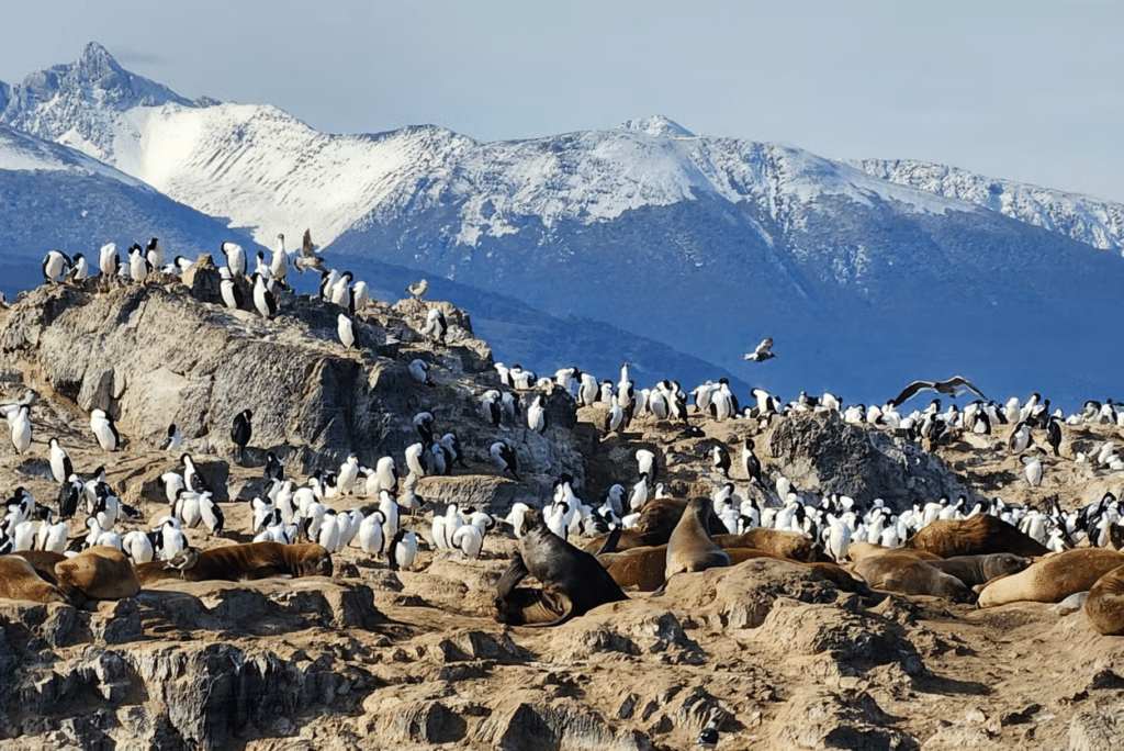 Uma ilha cheia de pinguins e lobos marinhos. No fundo montanhas para ilustrar post sobre passeios em Ushuaia.