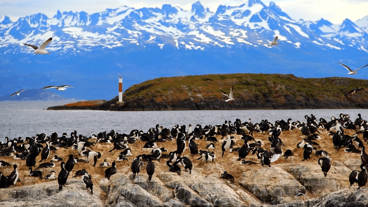 A Ilha com diversos pinguins, no fundo o mar e a ilha com o farol. Imagem para ilustrar post sobre passeios em Ushuaia.