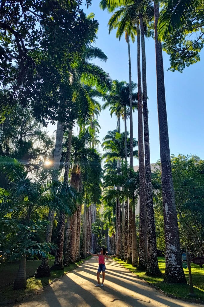 Uma pessoa está em um caminho ladeado por palmeiras altas, com a luz do sol atravessando as folhas.