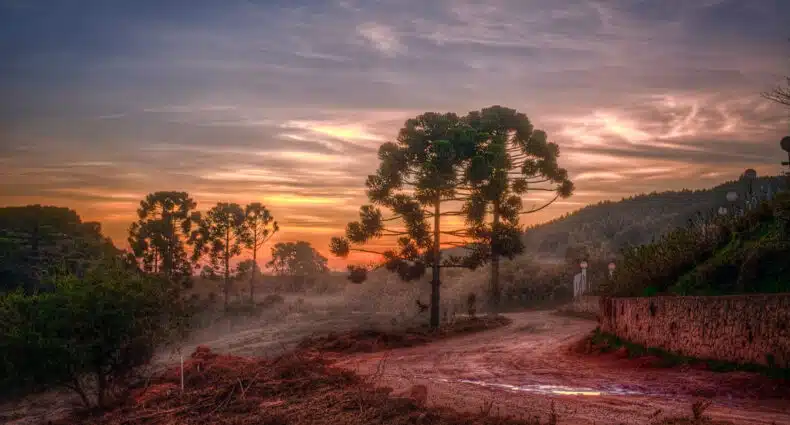 A imagem mostra uma paisagem ao entardecer em Monte Verde, Minas Gerais. O céu está pintado com uma mistura de cores quentes, variando do laranja ao roxo, conforme o sol se põe no horizonte. Em primeiro plano, há uma estrada de terra que serpenteia pelo cenário, ladeada por uma vegetação esparsa. Árvores típicas da região, como araucárias, estão espalhadas pela imagem, criando silhuetas marcantes contra o céu colorido. No canto direito, um muro de pedra delimita parte do caminho.