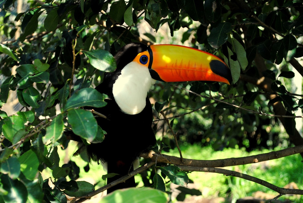 A imagem mostra um tucano de bico preto e amarelo brilhante posando em meio à vegetação no GramadoZoo. A ave tem um bico grande e colorido, predominantemente amarelo com uma faixa laranja e a ponta preta. A plumagem do tucano é preta com uma área branca em seu peito. Seus olhos são cercados por uma pele azul, destacando-se contra o fundo de folhas verdes e galhos. A vegetação ao redor é densa, proporcionando um habitat natural para o tucano. O cenário é vibrante, com a beleza exótica do tucano sendo o ponto focal da imagem.